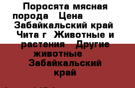 Поросята мясная порода › Цена ­ 4 000 - Забайкальский край, Чита г. Животные и растения » Другие животные   . Забайкальский край